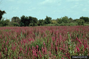 Image: broadleaf Plantain