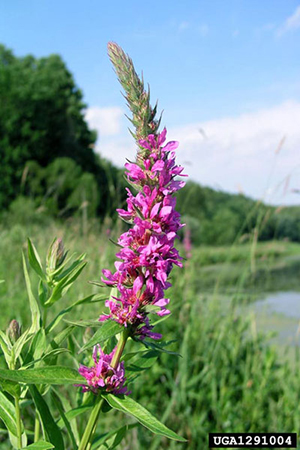 Image: broadleaf Plantain
