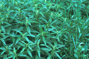 Image: broadleaf Plantain