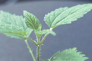 Image: broadleaf Plantain