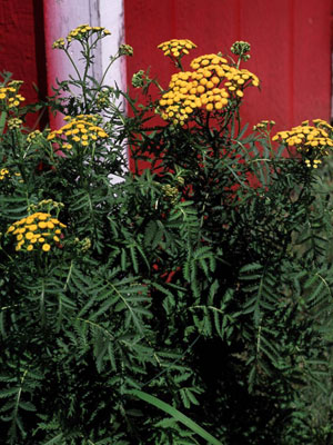 Image: broadleaf Plantain