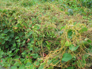 Image: broadleaf Plantain