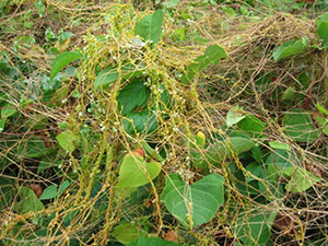 Image: broadleaf Plantain