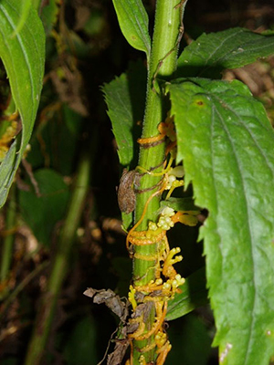 Image: broadleaf Plantain