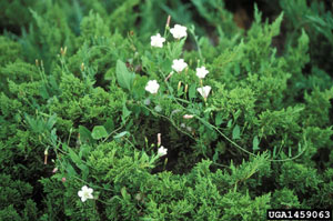 Image: broadleaf Plantain