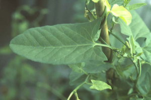 Image: broadleaf Plantain