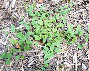 Image: broadleaf Plantain