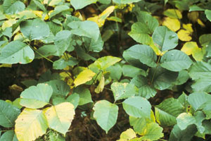 Image: broadleaf Plantain