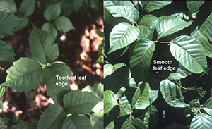 Image: broadleaf Plantain