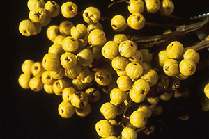 Image: broadleaf Plantain
