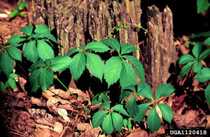 Image: broadleaf Plantain