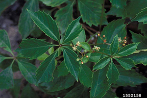 Image: broadleaf Plantain