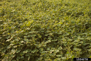 Image: broadleaf Plantain