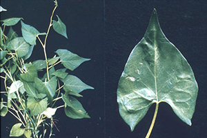 Image: broadleaf Plantain