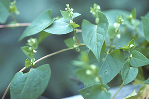 Image: broadleaf Plantain