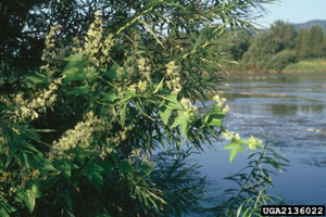 Image: broadleaf Plantain