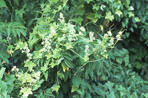 Image: broadleaf Plantain