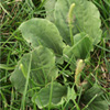 image: Broadleaf - Basal Cluster