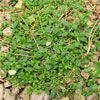 Image: Broadleaf - Creeping/Spreading/Mat-forming