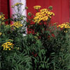 Image: Broadleaf - Upright