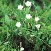 Image: Broadleaf - Vining