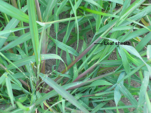 Image: broadleaf Plantain