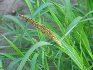 Image: broadleaf Plantain