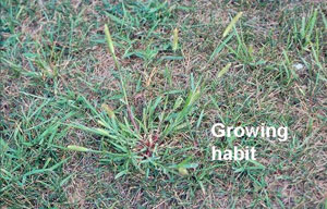 Image: broadleaf Plantain