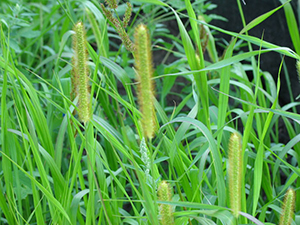 Image: broadleaf Plantain