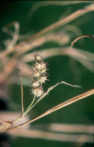 Image: broadleaf Plantain