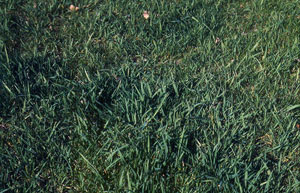 Image: broadleaf Plantain