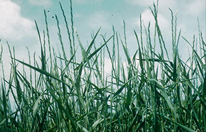 Image: broadleaf Plantain