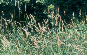Image: broadleaf Plantain