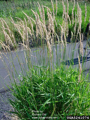 Image: broadleaf Plantain