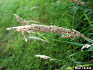 Image: broadleaf Plantain