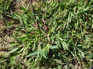 Image: broadleaf Plantain