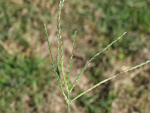 Image: broadleaf Plantain