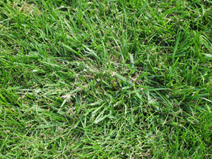 Image: broadleaf Plantain