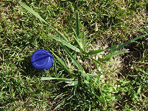 Image: broadleaf Plantain