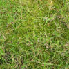 thumbnail of moss