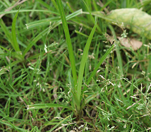Image: broadleaf Plantain