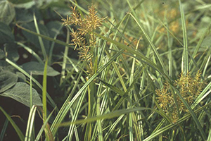 Image: broadleaf Plantain