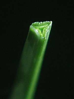 Image: broadleaf Plantain