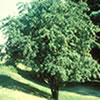thumbnail of a tree