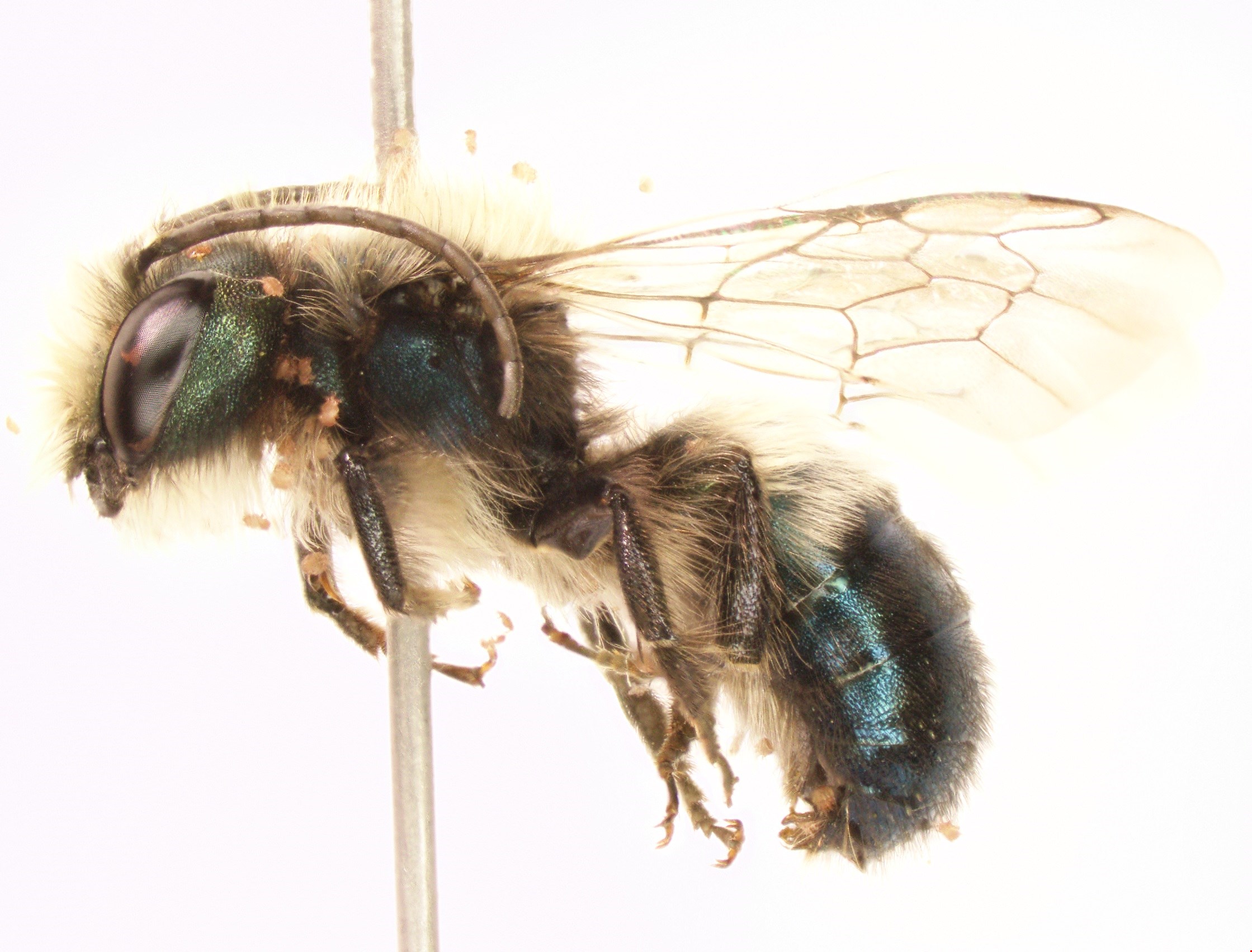 Bees Mean Business — Edible Boston