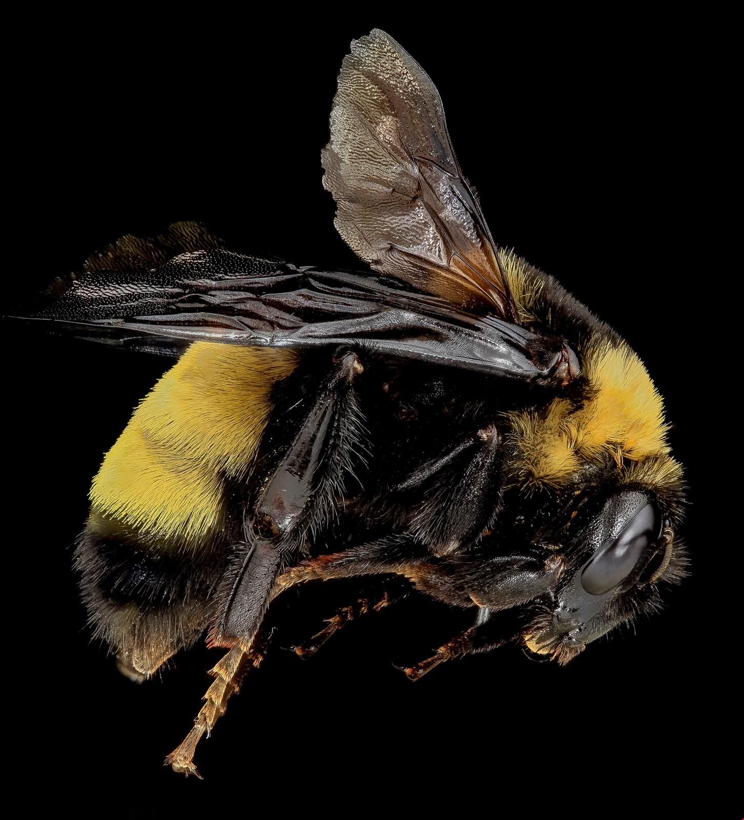 : Bumble bee survey : Minnesota Bee Atlas : Citizen ...