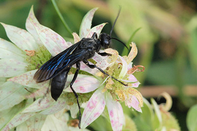 Great Black Wasp 400 