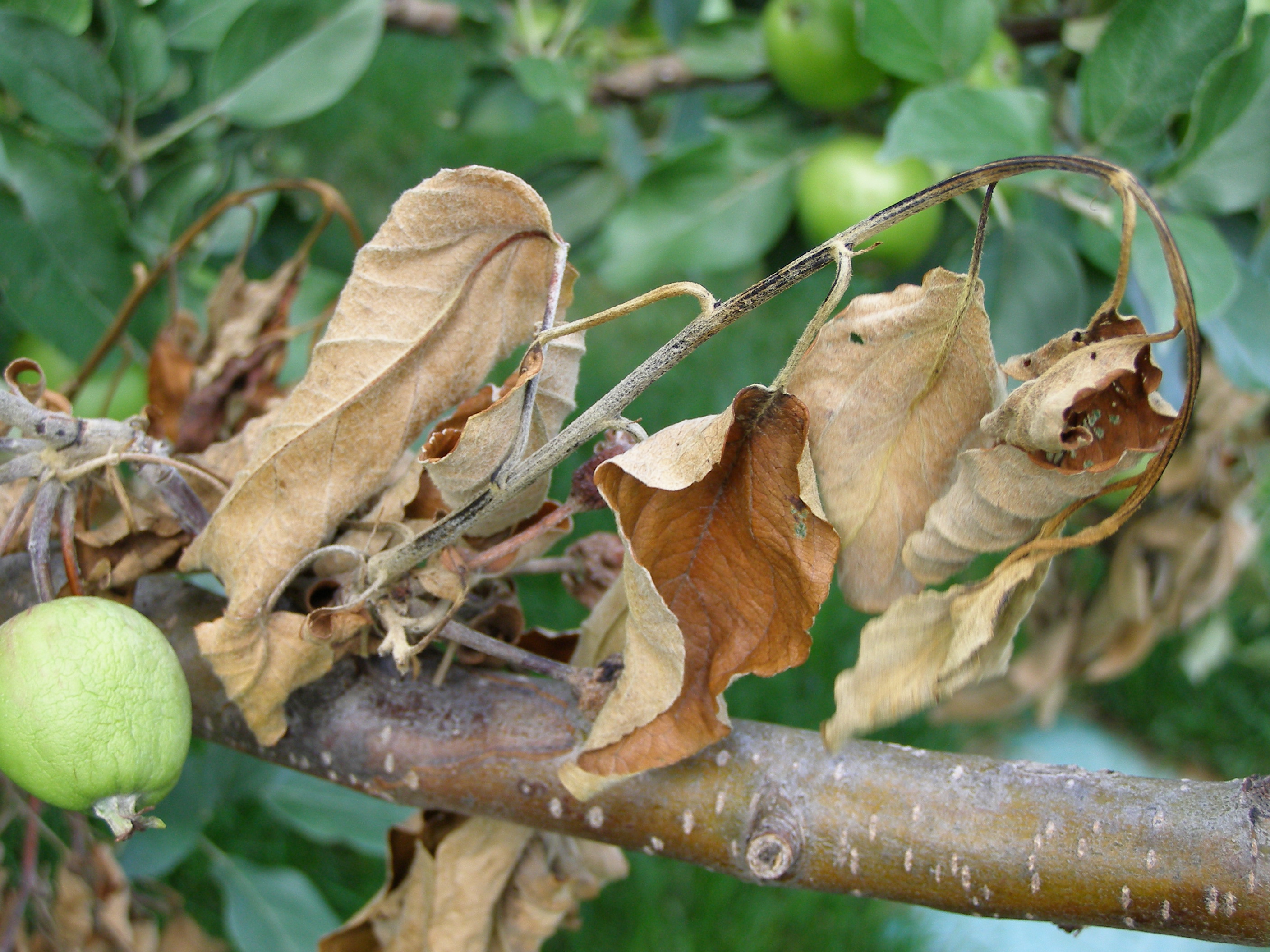 fire blight crabapple