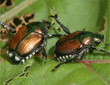beetles, bugs, ants
