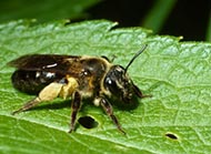 Andrenid bees